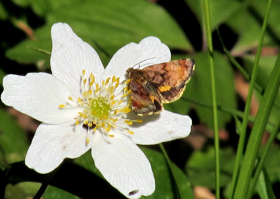 Panemeria tenebrata - apró sárgabagoly