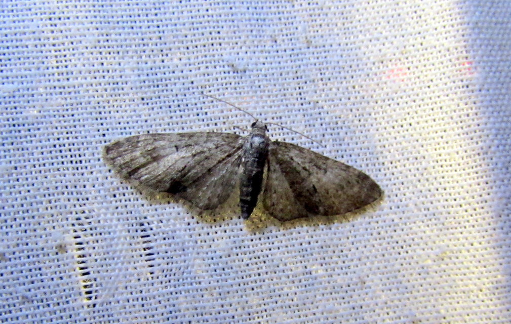 Eupithecia dodoneata - tölgy-törpearaszoló