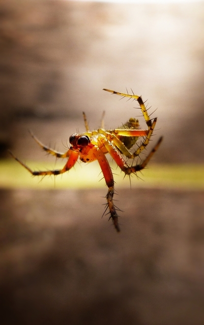 Araniella