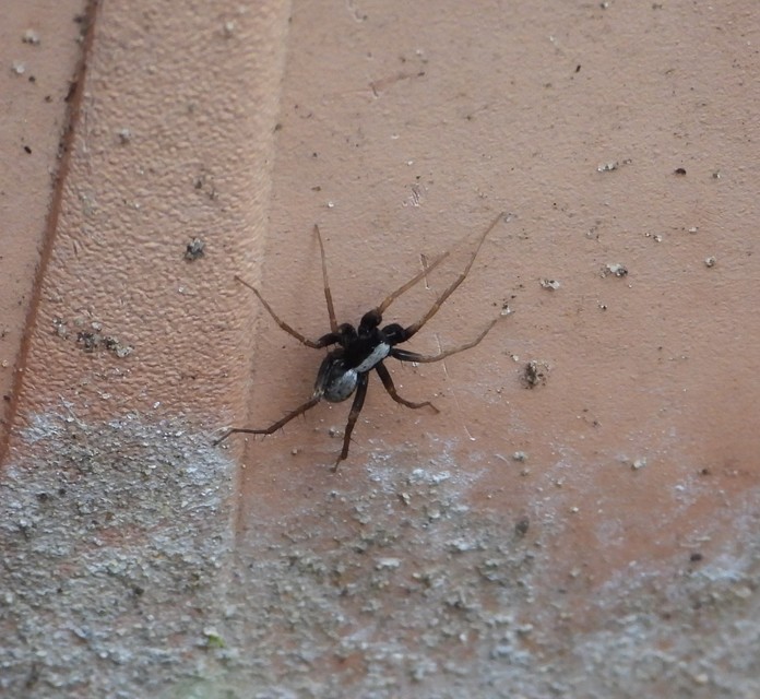 Pardosa alacris/lugubris