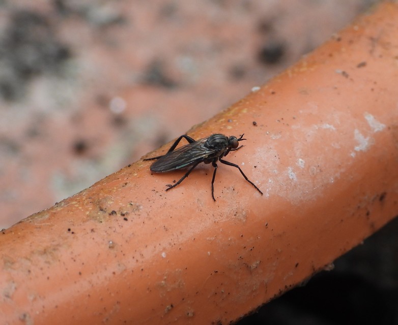 Empididae - táncoslegyek