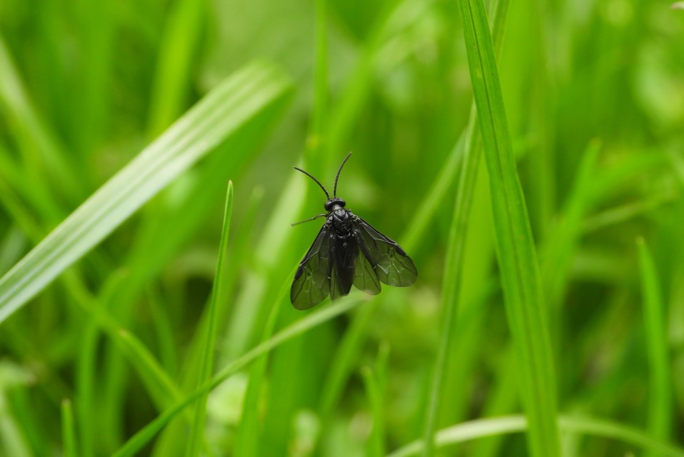 Tenthredinidae - valódi levéldarazsak
