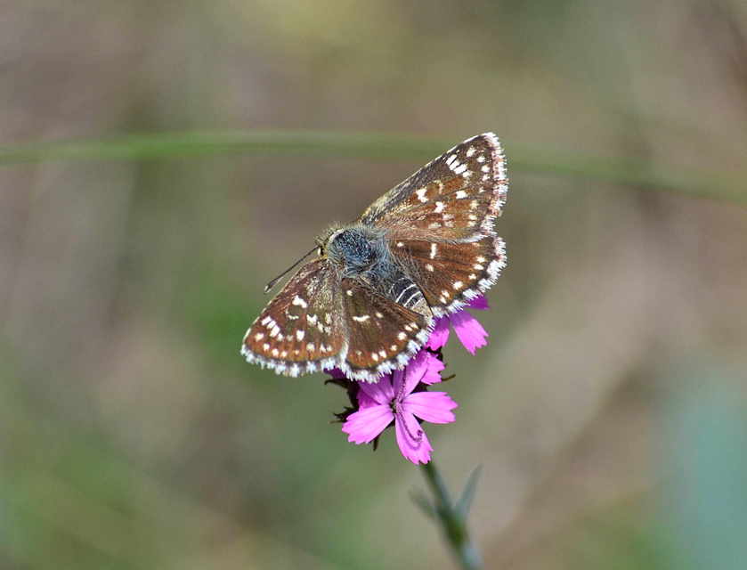 Spialia orbifer - törpe busalepke