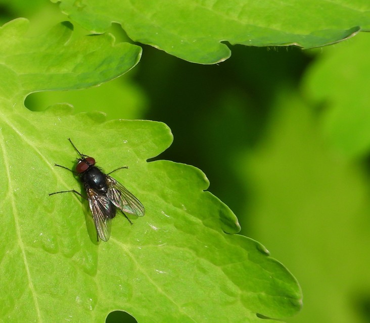 Hydrotaea
