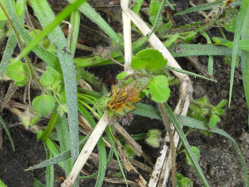 Scathophaga stercoraria - közönséges trágyalégy