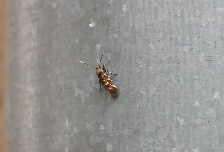 Pancalia leuwenhoekella - feketecsápú ibolyamoly