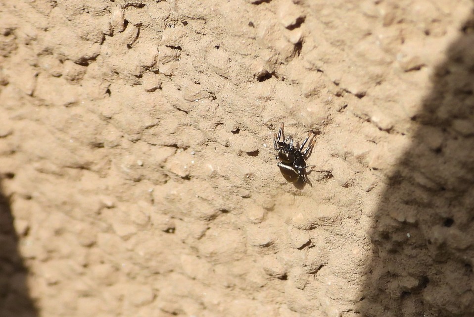 Heliophanus