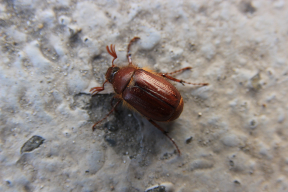 Holochelus aequinoctialis - tavaszeleji cserebogár