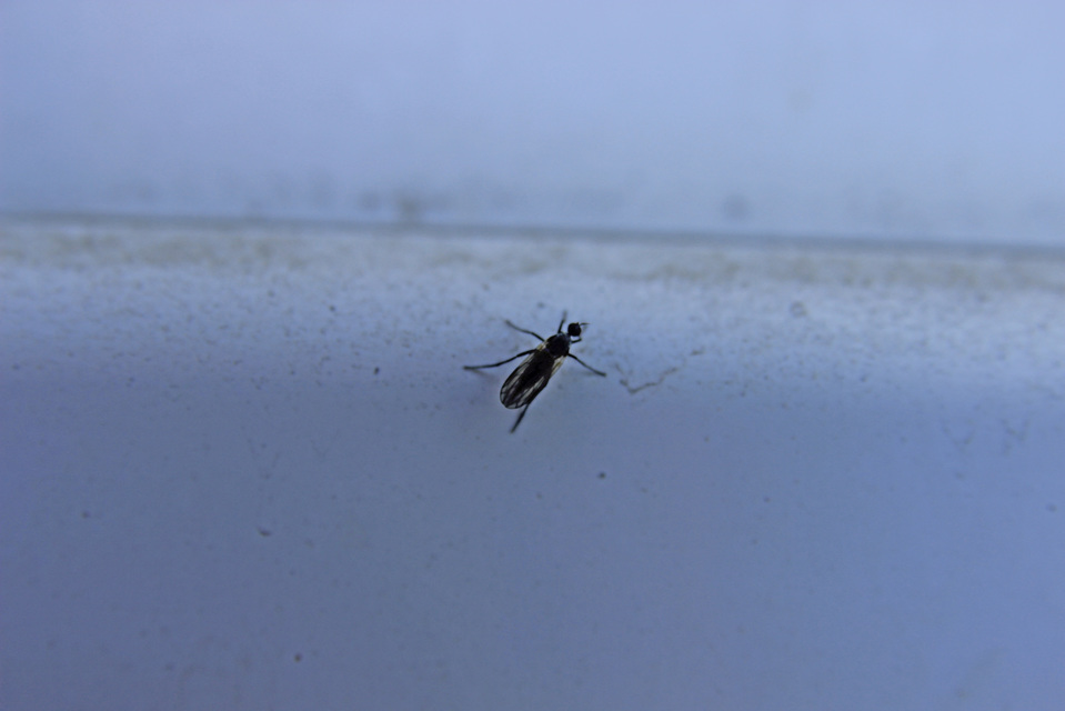 Empididae - táncoslegyek