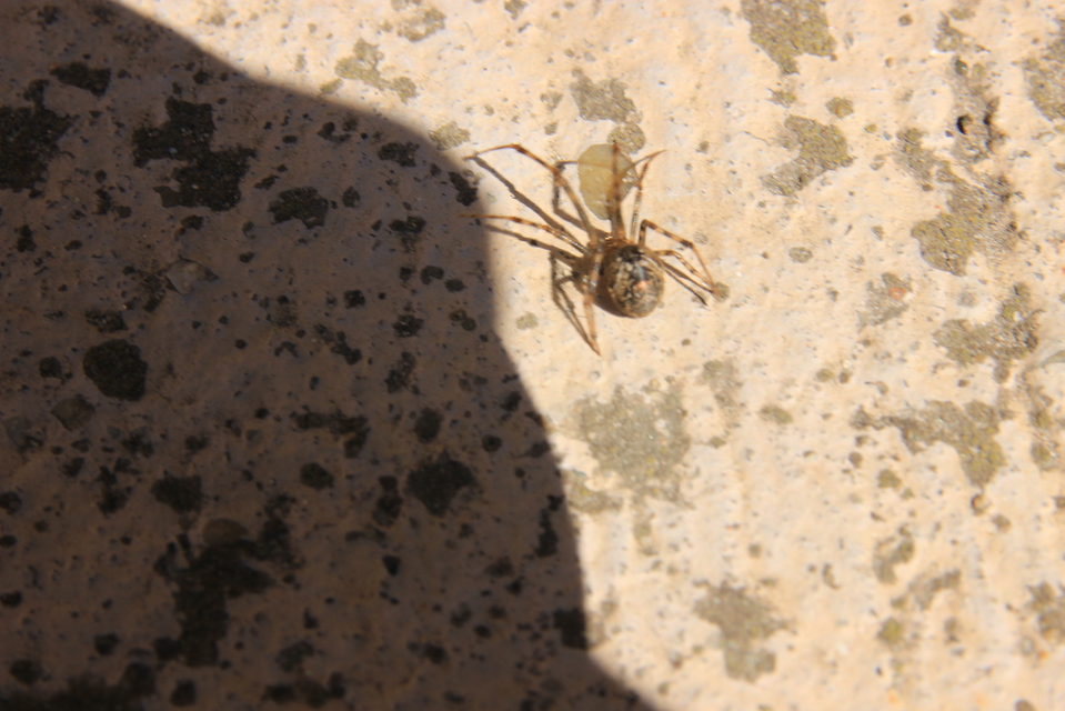 Parasteatoda tepidariorum - üvegházi törpepók