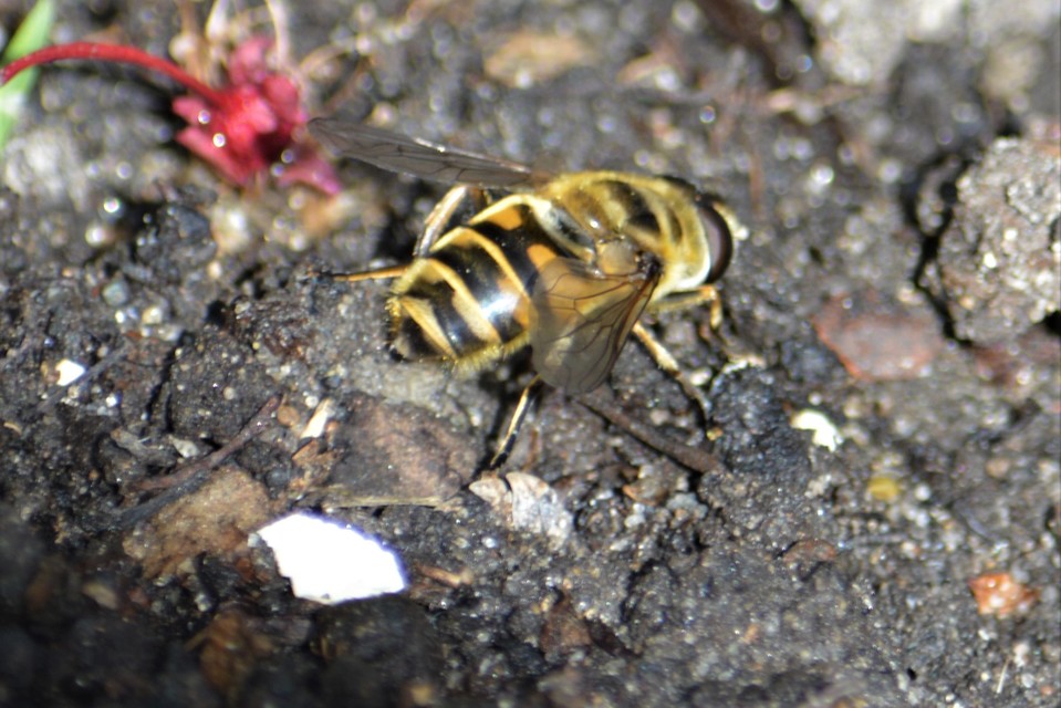 Myathropa florea - halálfejes odúlégy
