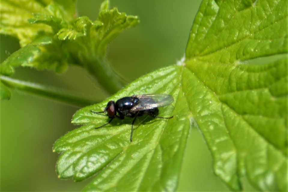 Hydrotaea