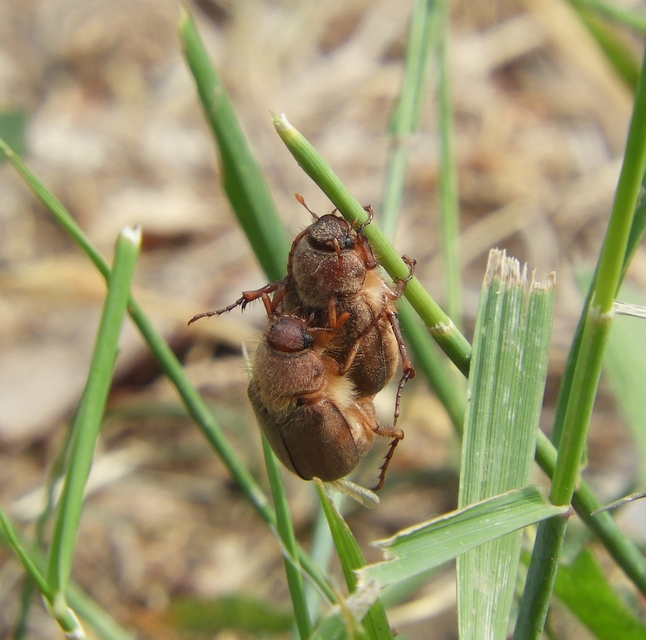 Amphimallon assimile - kis sárgacserebogár