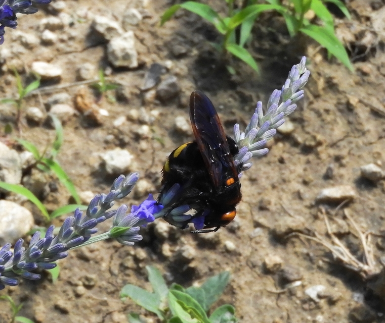 Megascolia maculata - óriás-tőrösdarázs