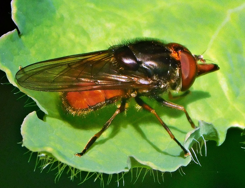 Rhingia campestris - közönséges csőröslégy
