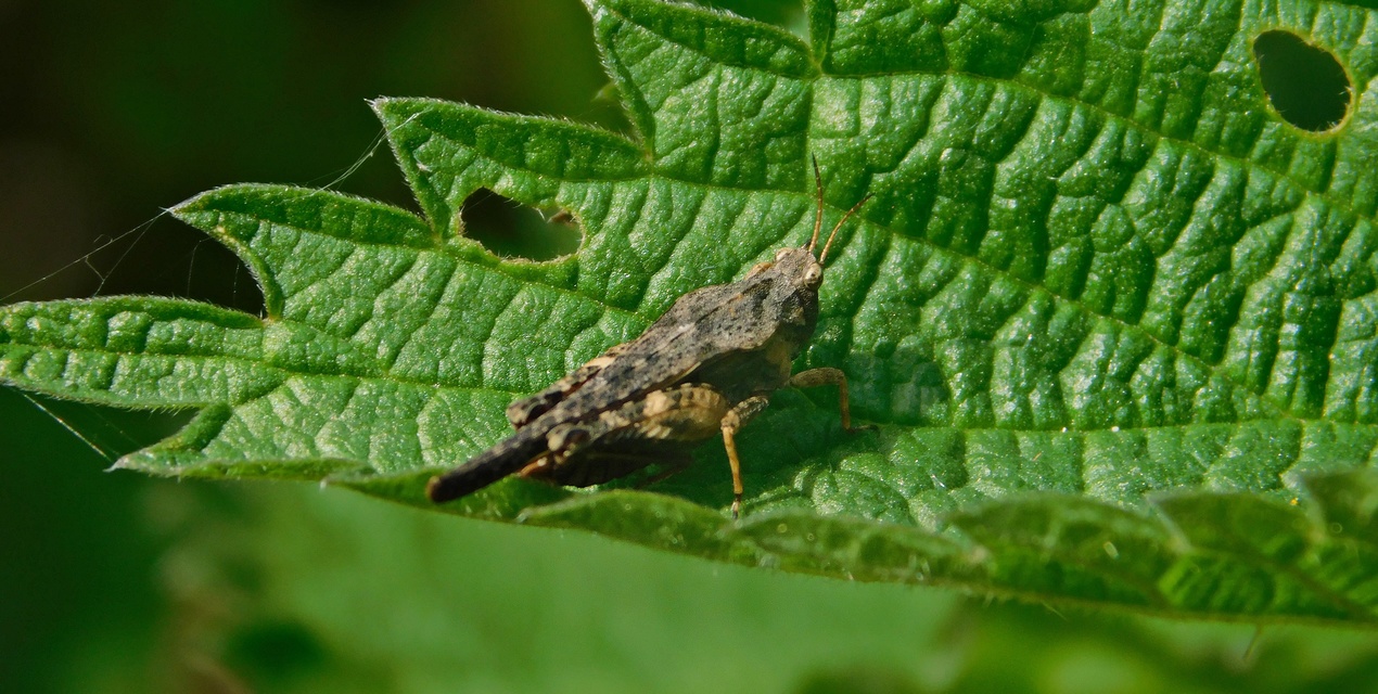 Tetrix subulata - közönséges tövishátúsáska