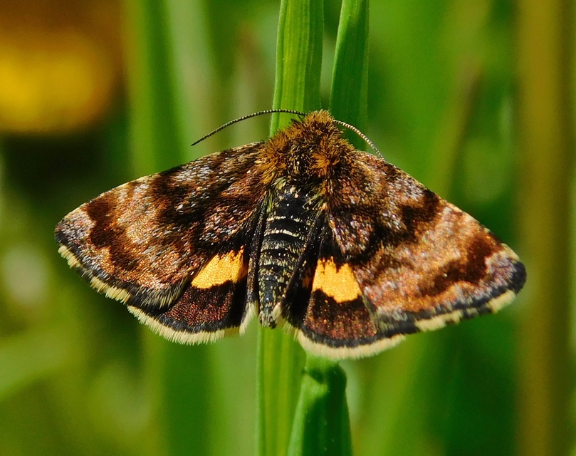 Panemeria tenebrata - apró sárgabagoly