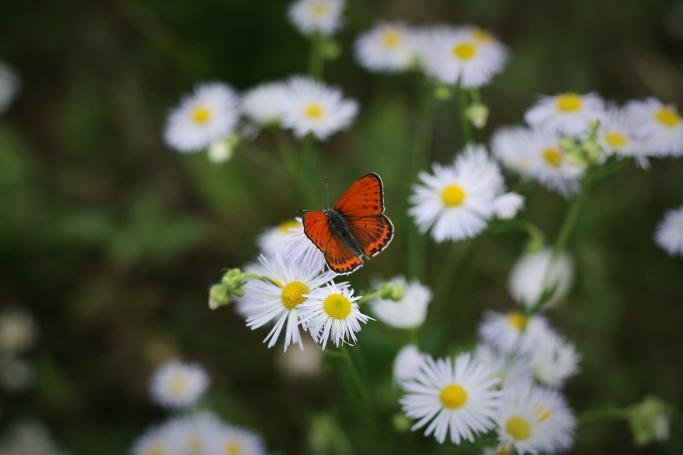 Lycaena thersamon - kis tűzlepke