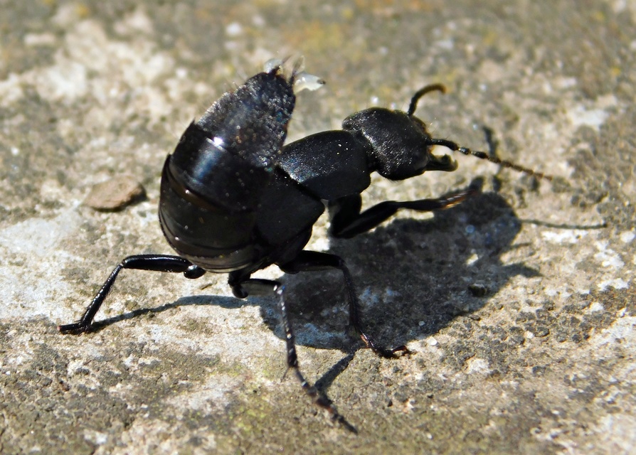 Ocypus