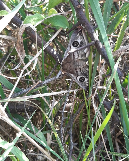 Saturnia pavoniella/pavonia