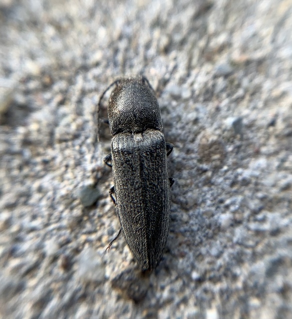 Cidnopus pilosus - szőrös pattanó