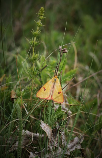 Diacrisia sannio - vörösszélű medvelepke