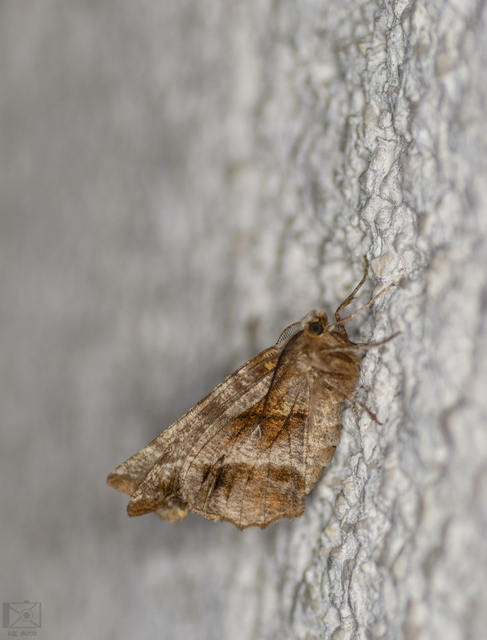 Selenia dentaria - kétfoltos holdasaraszoló