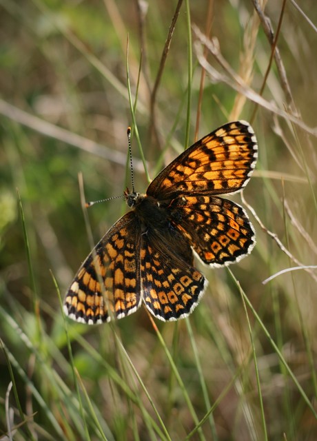 Melitaea cinxia - réti tarkalepke