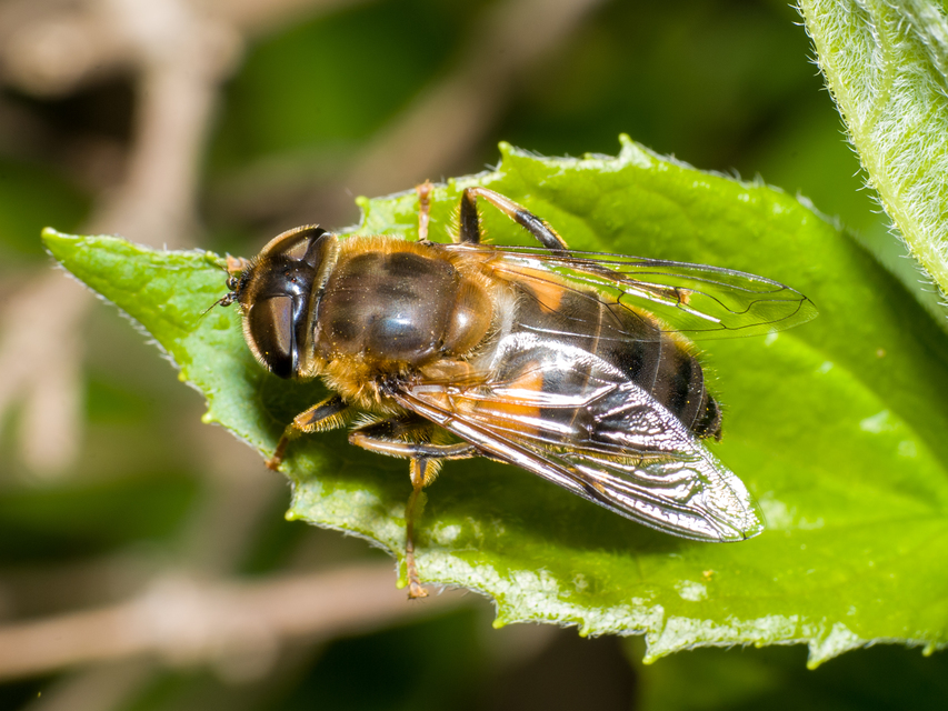 Eristalis pertinax - sárgalábfejű herelégy