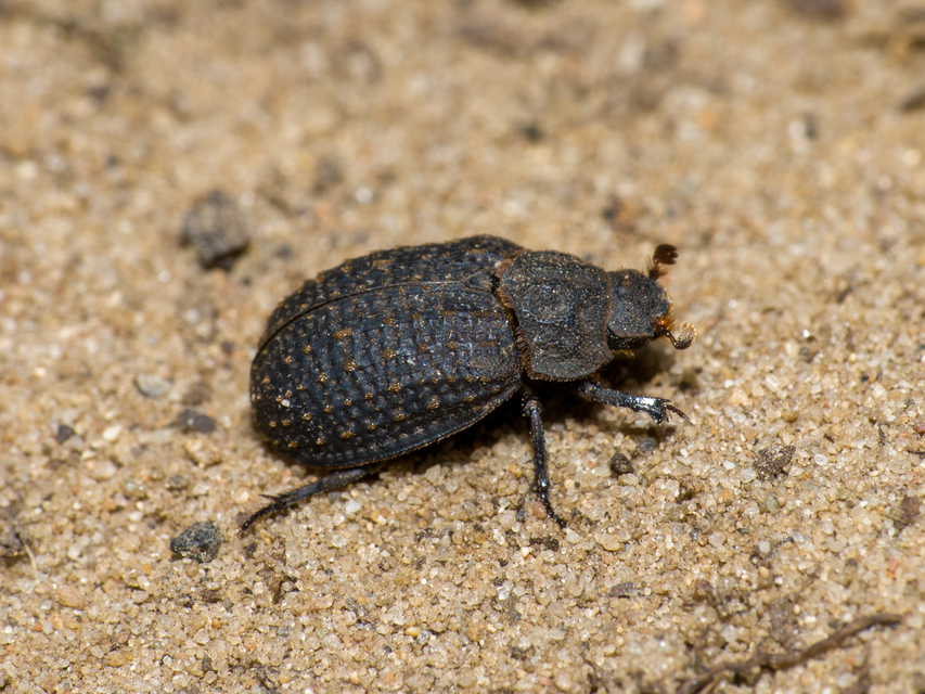 Trox sabulosus - közönséges irhabogár