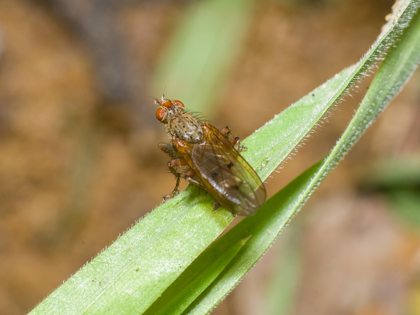 Scathophagidae