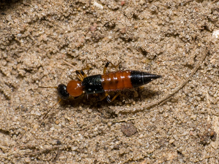 Paederus