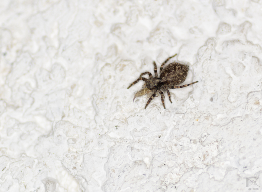 Pseudeuophrys lanigera - szobai ugrópók