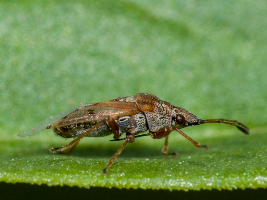 Kleidocerys resedae - nyírbodobács