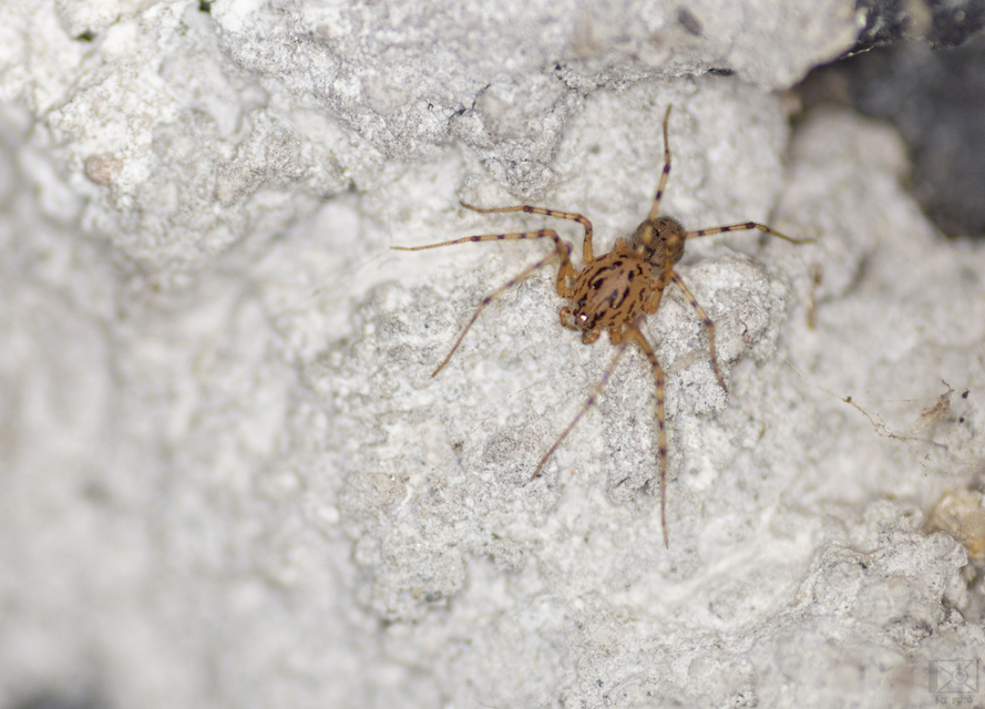 Scytodes thoracica - közönséges csupaszpók