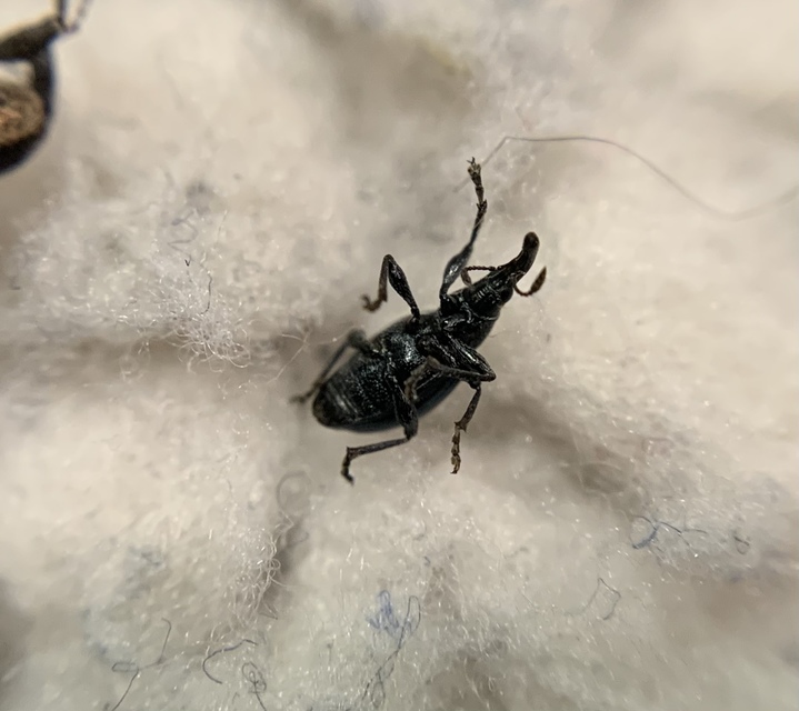 Aspidapion validum - magaspajzsocskájú cickányormányos