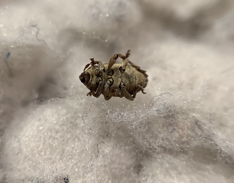 Tychius trivialis - csüdfű-tímárormányos