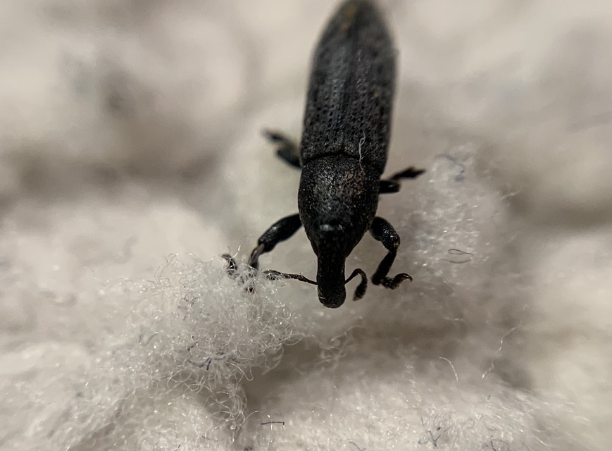 Lixus brevipes - vaskosorrú dudvabarkó