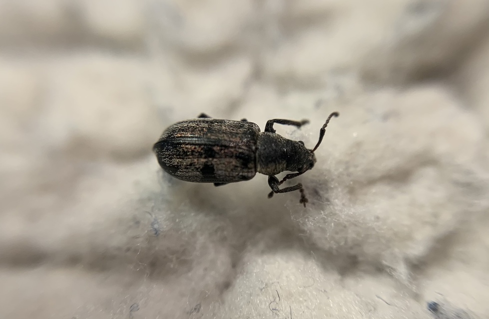 Phyllobius pyri - gyümölcsfa-levélormányos