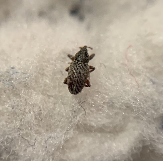 Tychius picirostris - szurkosorrú tímárormányos