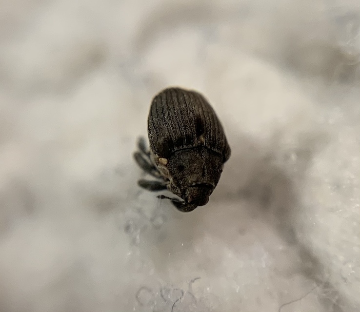 Stenocarus ruficornis - mákgyökérormányos