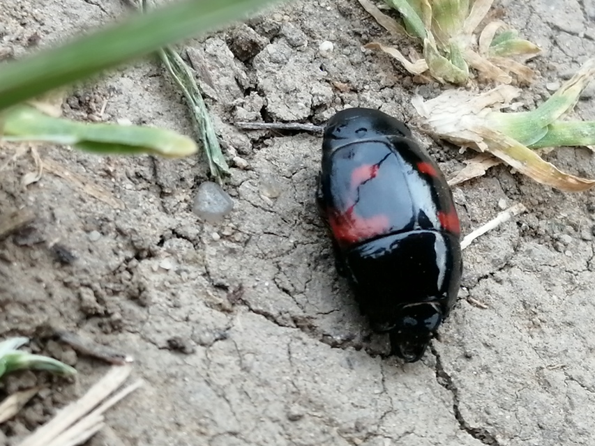 Hister quadrimaculatus - közönséges sutabogár