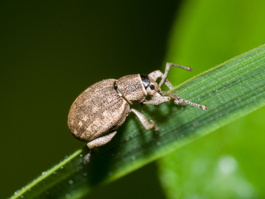Peritelus familiaris - nagy kendermagbogár