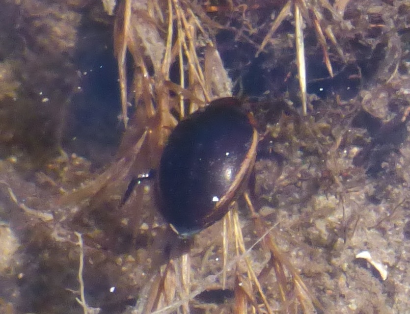 Hydaticus seminiger - fekete mocsáricsíkbogár