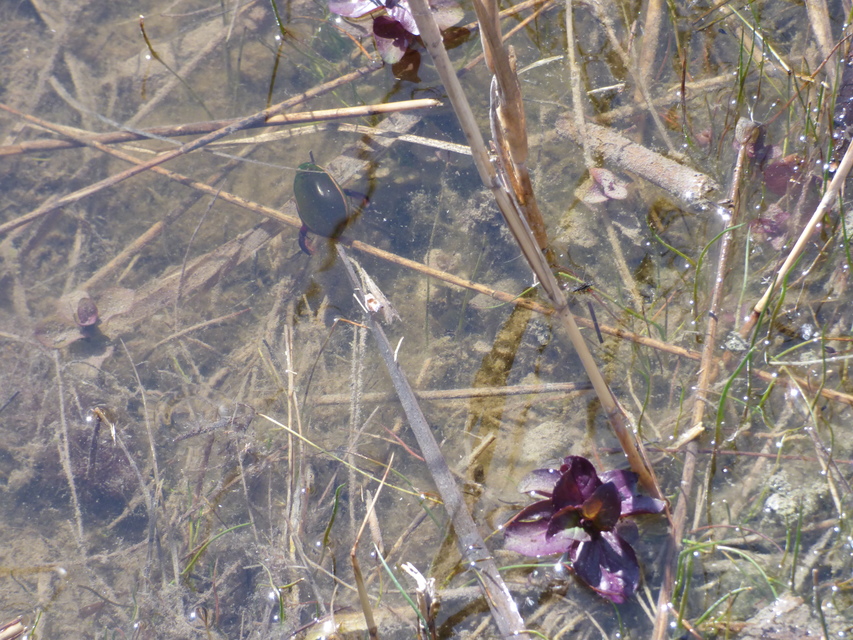 Cybister lateralimarginalis - nagy búvárbogár