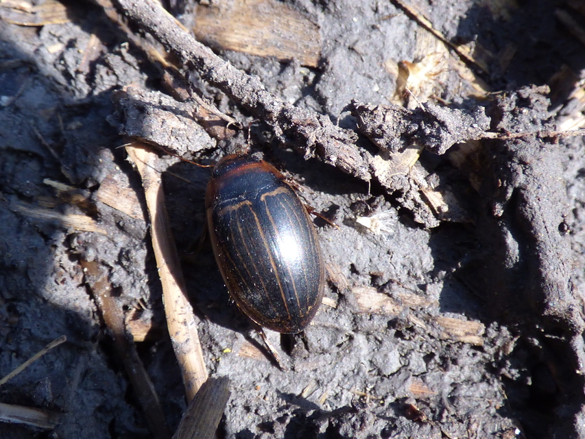 Hydaticus aruspex - csíkos mocsáricsíkbogár