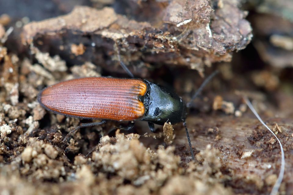 Ampedus pomorum - rozsdás pattanó