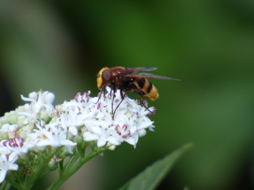 Volucella zonaria - kétöves pihelégy