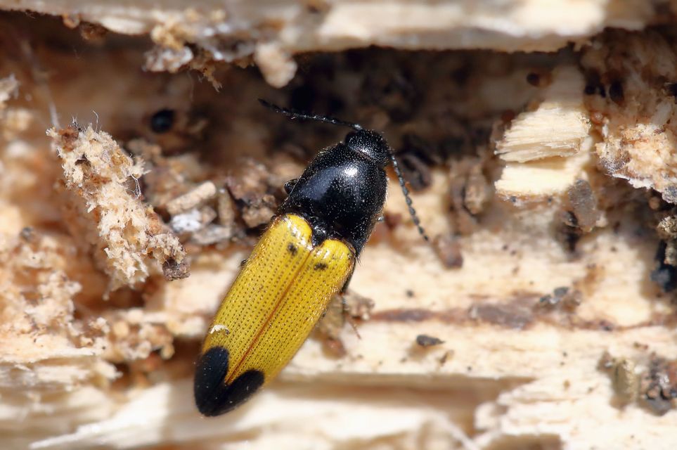 Ampedus elegantulus - csinos pattanó
