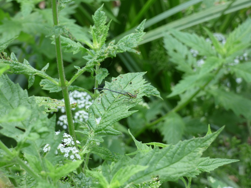 Erythromma viridulum - kis pirosszemű-légivadász